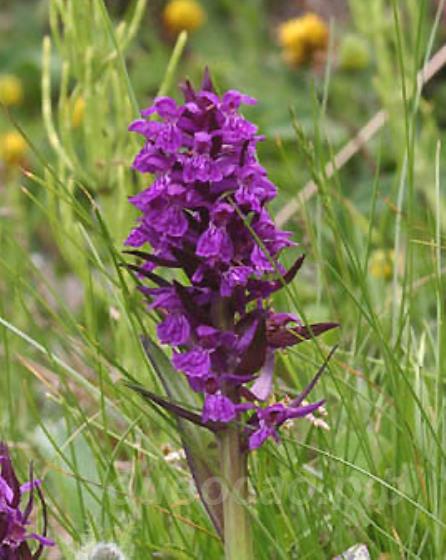 ���������������� (dactylorhiza) alpestris