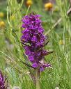���������������� (dactylorhiza) alpestris