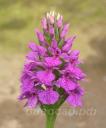 ���������������� (dactylorhiza) elata