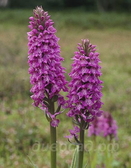 ���������������� (dactylorhiza) pardalina