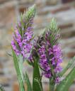 ���������������� (dactylorhiza) praetermissa