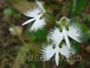 �������� �������� (Habenaria radiata) 'Ginga' 
