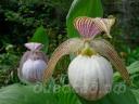 ����������� (cypripedium) 'Pluto' 