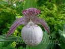 ����������� (cypripedium) 'Pluto' 