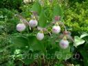 ����������� (cypripedium) 'Pluto' 