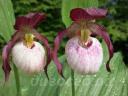 ����������� (cypripedium) �Gisela� 