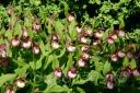 ����������� (cypripedium) �Gisela� 