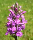 ���������������� (dactylorhiza) purpurella