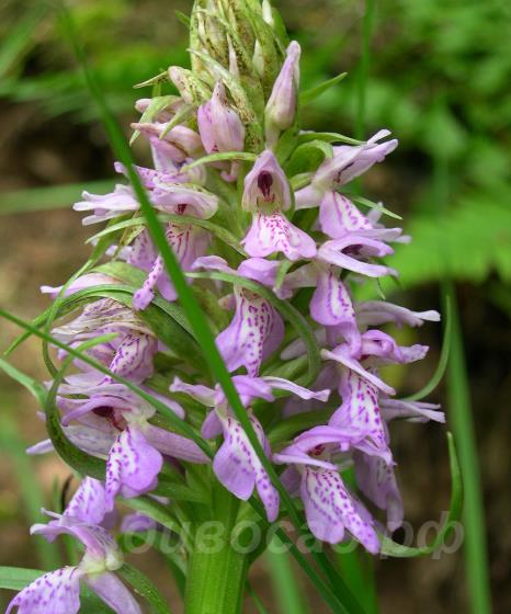 ���������������� (dactylorhiza) sphagnicola