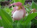 ����������� (cypripedium) �Sabine� Frosch