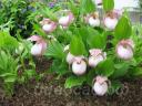 ����������� (cypripedium) �Sabine� Frosch