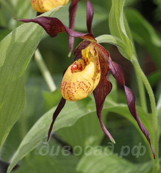 cypripedium �Chauncey�