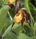 cypripedium �Chauncey�