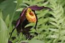 cypripedium �Chauncey�
