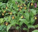 cypripedium �Chauncey�