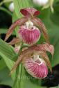 cypripedium ‘Hans Erni’ cypripedium ‘Hans Erni’