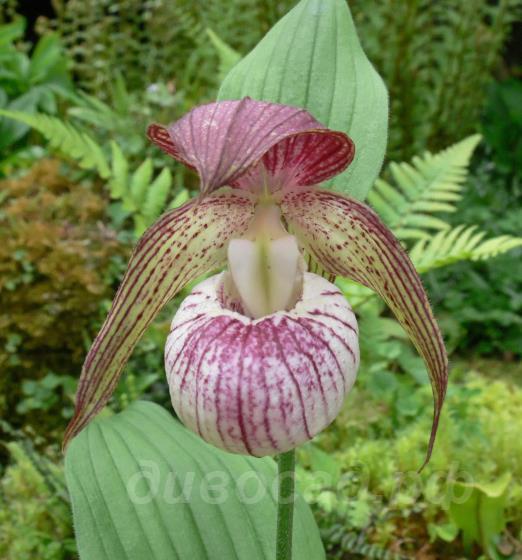 cypripedium ‘Hans Erni’ cypripedium ‘Hans Erni’