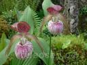 cypripedium �Hans Erni�