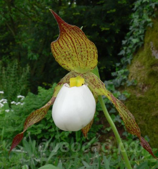 Cypripedium Ivory