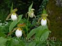 Cypripedium Ivory