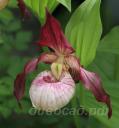cypripedium Maria