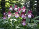 cypripedium Maria