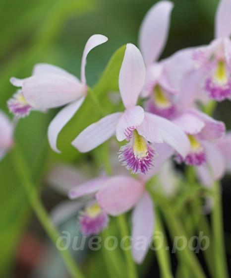 ��������� pogonia ophioglossoides