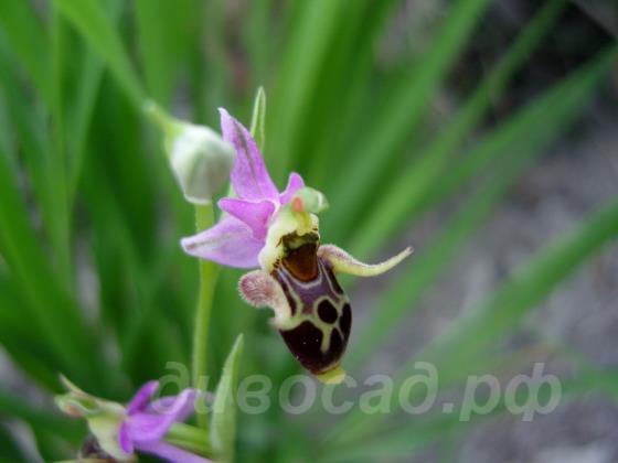 ����� ����������� � Ophrys oestrifera