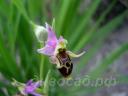����� ����������� � Ophrys oestrifera