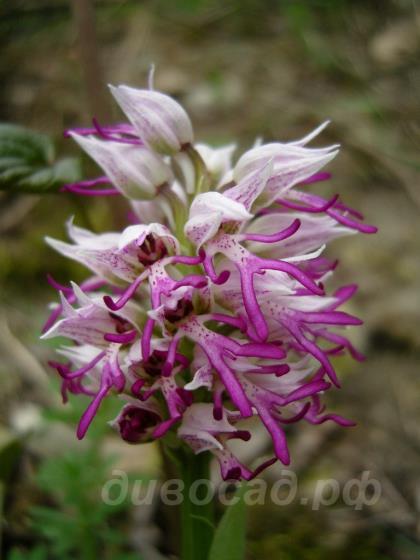 �������� ��������� � Orchis simia