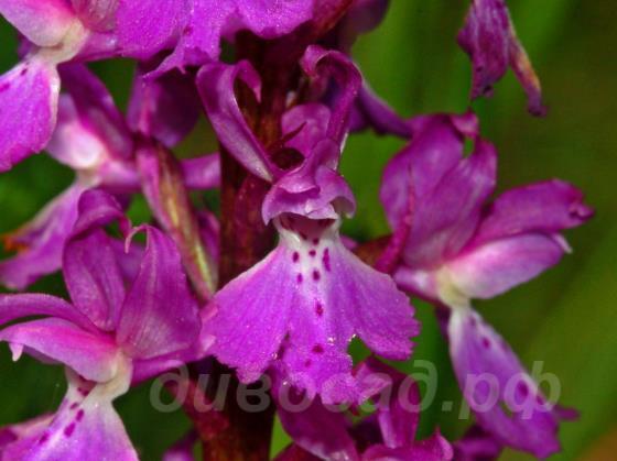 �������� ������� � Orchis mascula