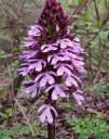 �������� ��������� � Orchis purpurea
