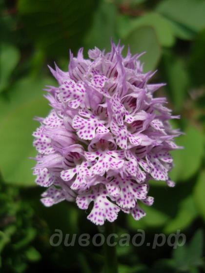 Orchis tridentata
