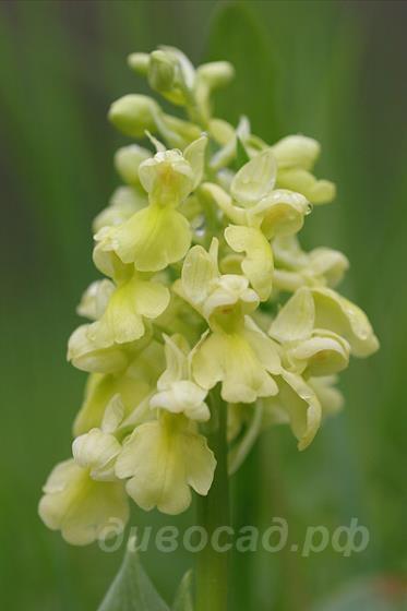 �������� ������� - Orchis pallens 