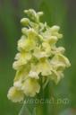 �������� ������� - Orchis pallens 