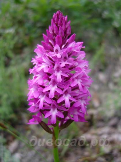 Anacamptis pyramidalis 