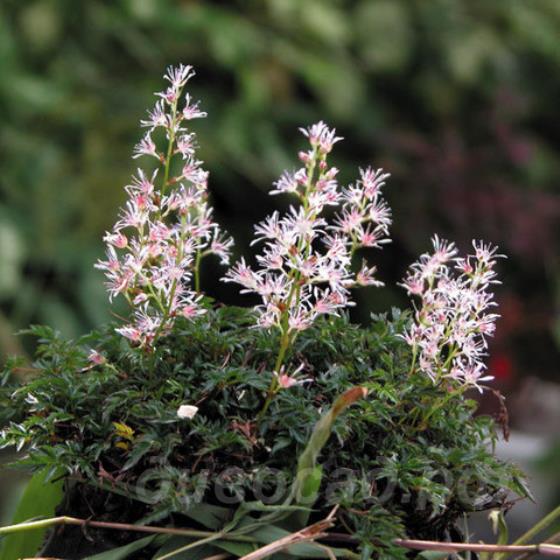 Astilbe glaberrima Yakushima