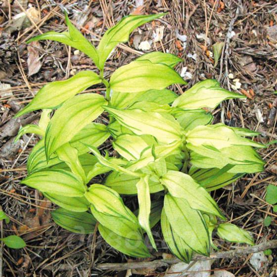 Disporum sessile dwarf variegata 'Cricket'