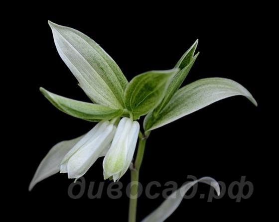 Disporum sessile 'Hakkaisan'