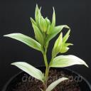 Disporum sessile 'Hakkaisan'