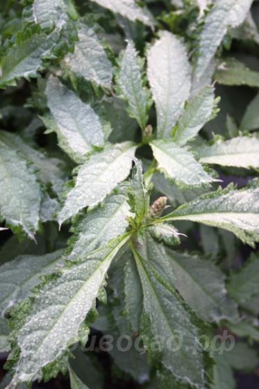 Leucosceptrum japonicum 'Silver Angel'