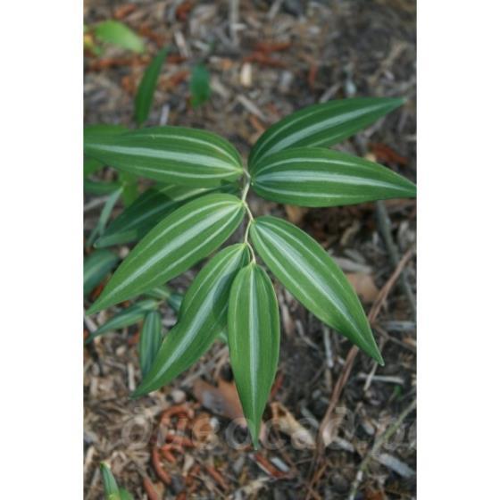 Polygonatum falcatum silver striped