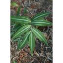 Polygonatum falcatum silver striped
