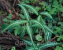 Polygonatum falcatum silver striped