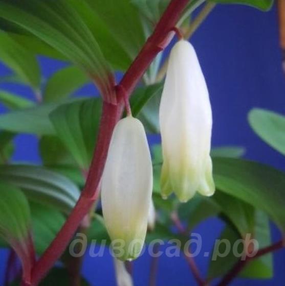 Polygonatum odoratum 'Akajiku' 