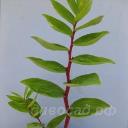 Polygonatum odoratum 'Akajiku' 