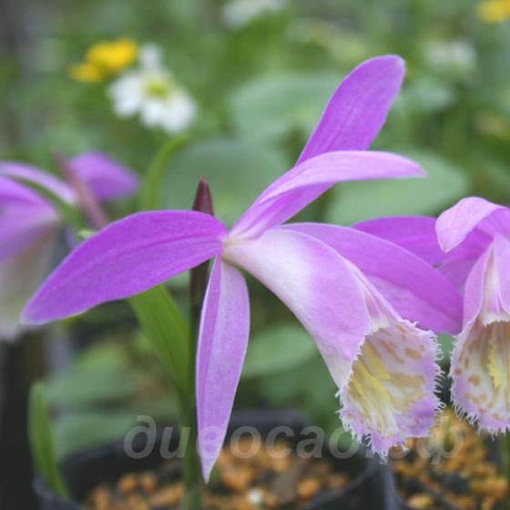 Pleione 'Ginzanko'