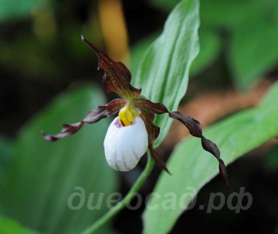 Cypripedium Sebastian
