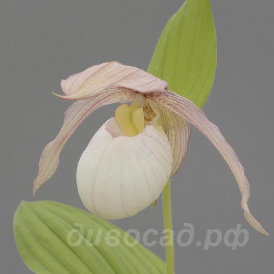 ����������� Francis (kent.x speciosum)