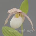 ����������� Francis (kent.x speciosum)